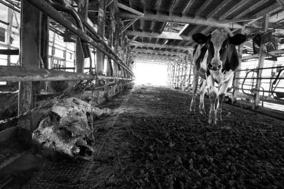 Abandoned farm, Fukushima "No-Go Zone"