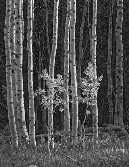 Two Aspens