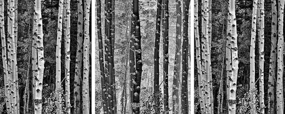 Trees in Exchange