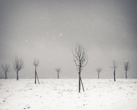 Hiden tree