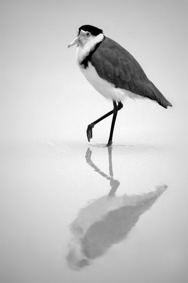 Masked Plover