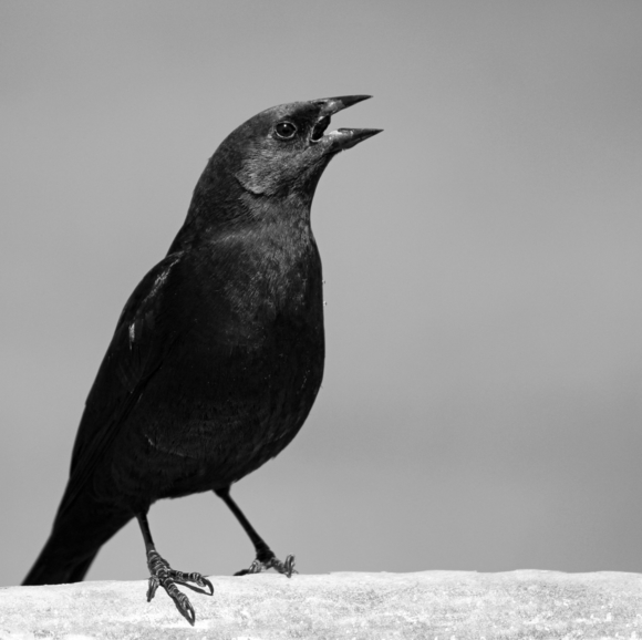 Calling of the Cowbird