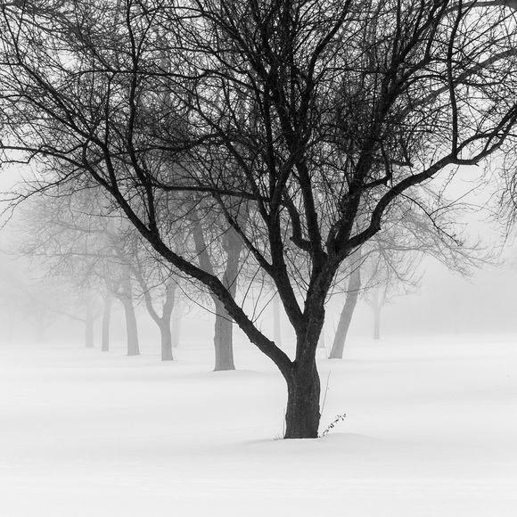 December Fog
