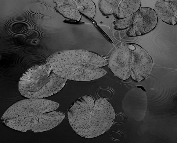 Water Lilies 7