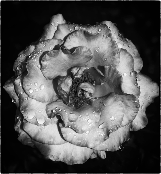 THE ROSE