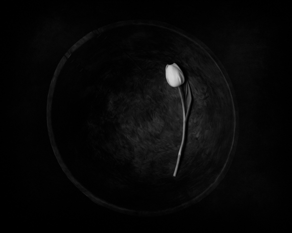 Tulip