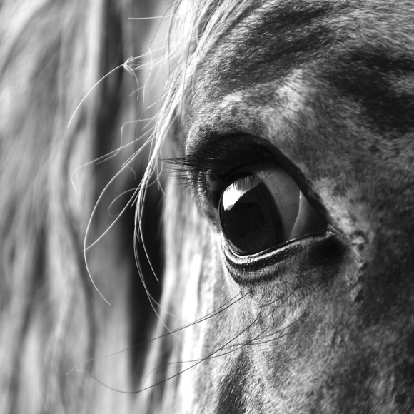 eye
