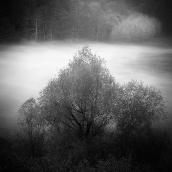 Fog and Tree