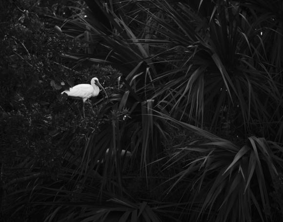 One In The Bush