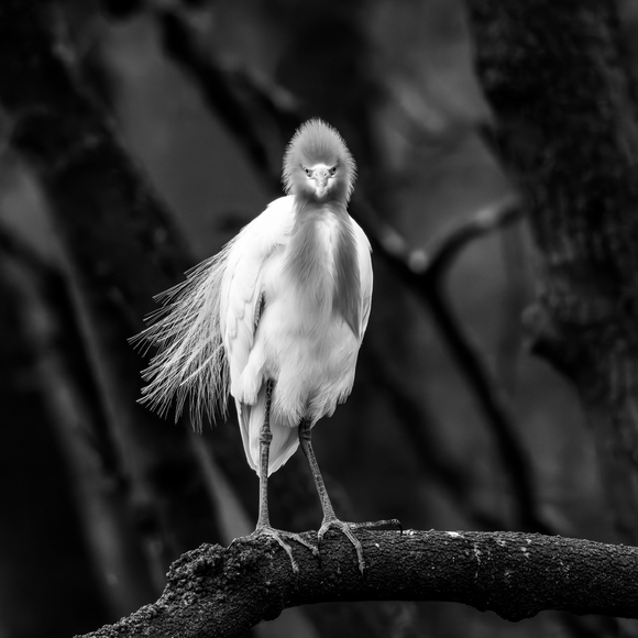 Egret