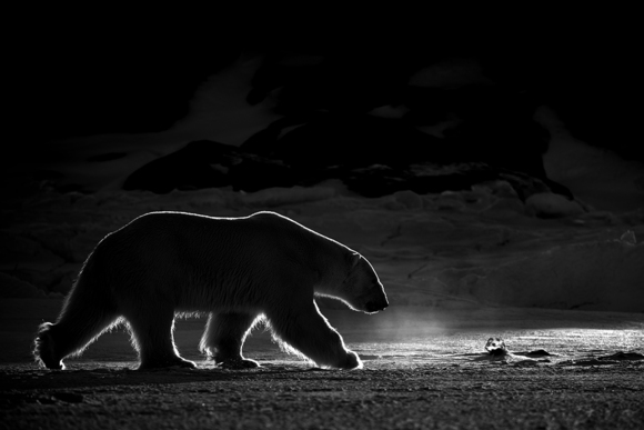 Polar Bear Lines