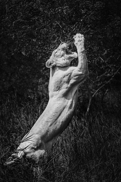 The Lion Jump