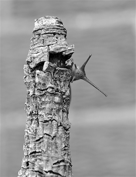 Gastropod