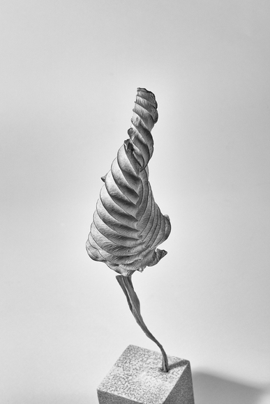 Hosta 1
