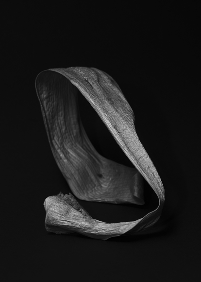 Leaf of Kaffir Lily