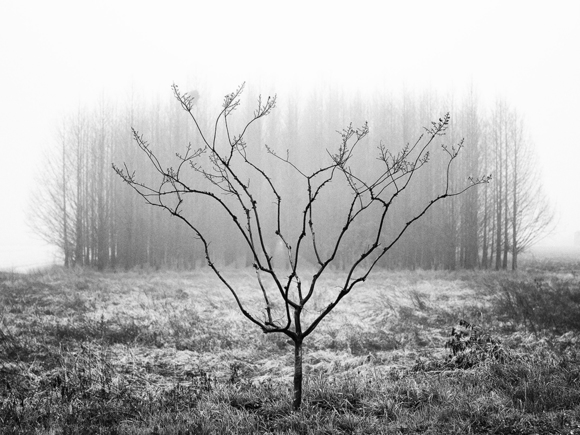 solitary tree