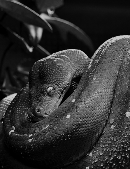 green tree python