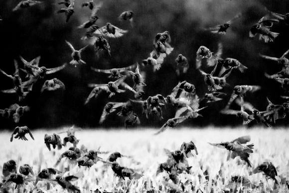 Invasion