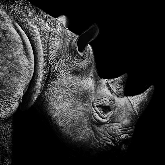 Rhino