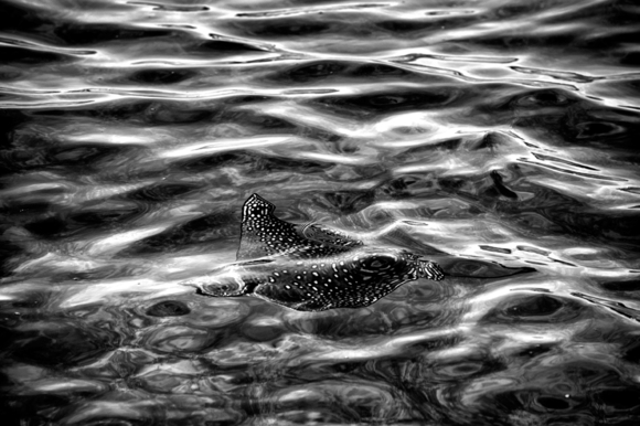 Manta