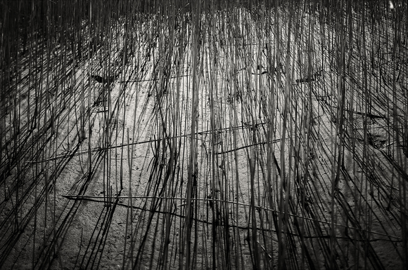Reed Beds