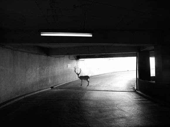 Deer