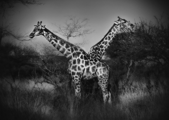 The Giraffes