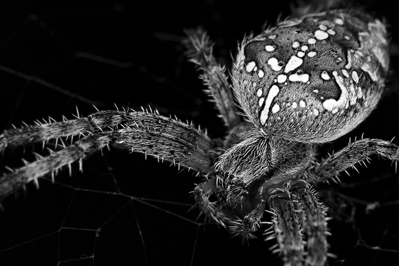Spider