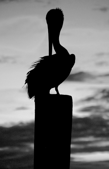 Sunset Pelican