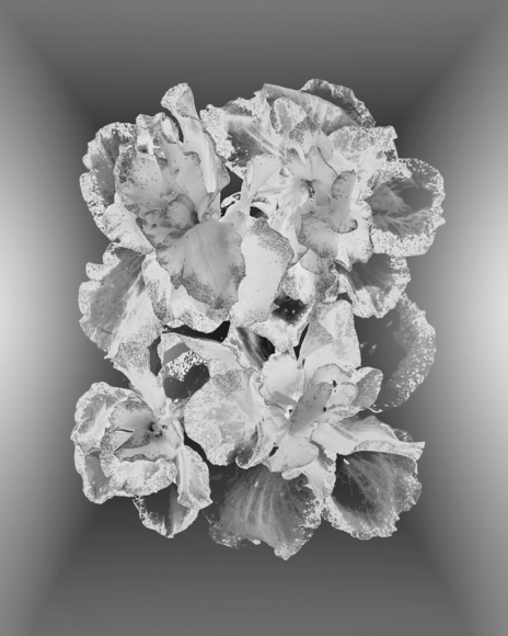 Hibiscus flowers