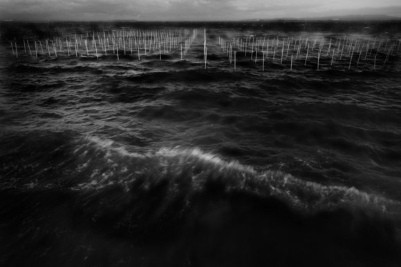 Seaweed Poles