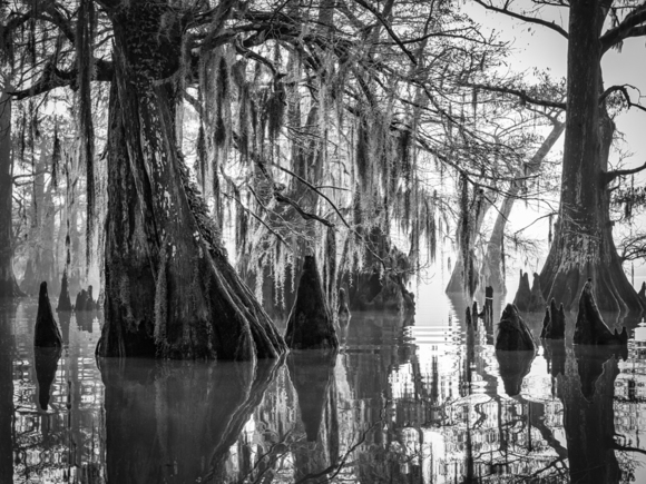 Atchafalaya Dawn