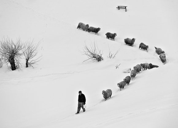 Shepherd