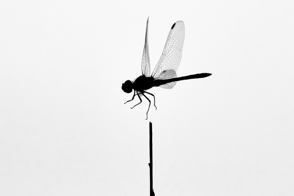 Dragon-fly