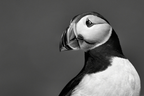 Puffin