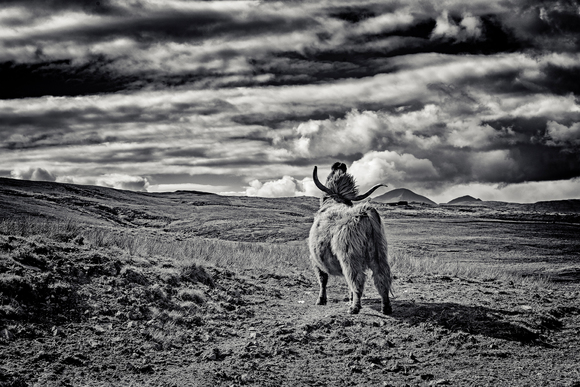 Highland Steer Isle of Skye