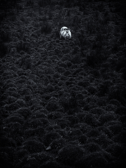 Vatten Ram Isle of Skye