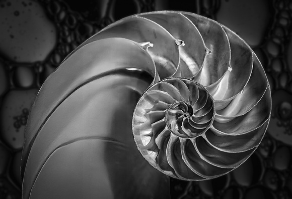The Nautilus shell