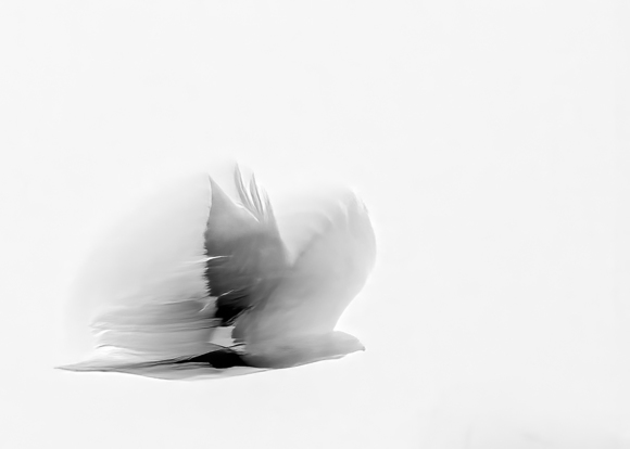 Eagle in Flight