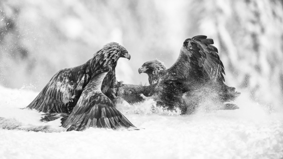 Winter fight