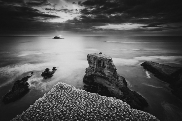 Gannet Colony