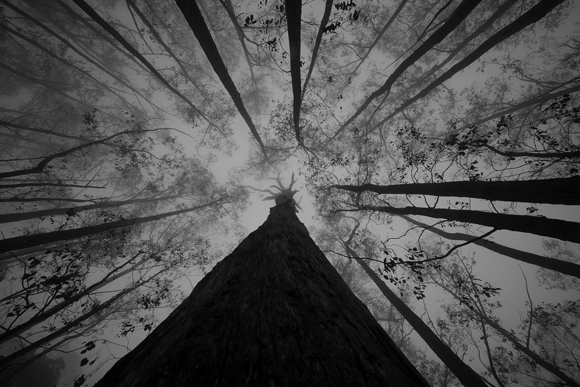 Old Growth