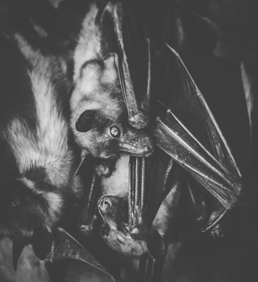 Threatened Fruit Bats