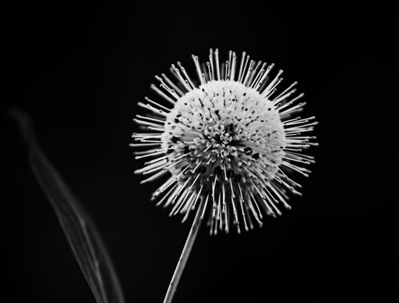 Bud