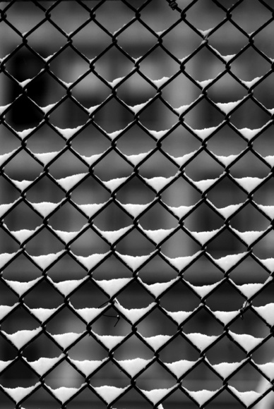 Snowy Fence