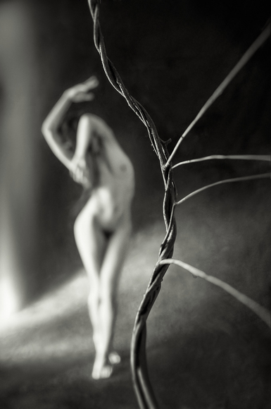 Untitled, vine