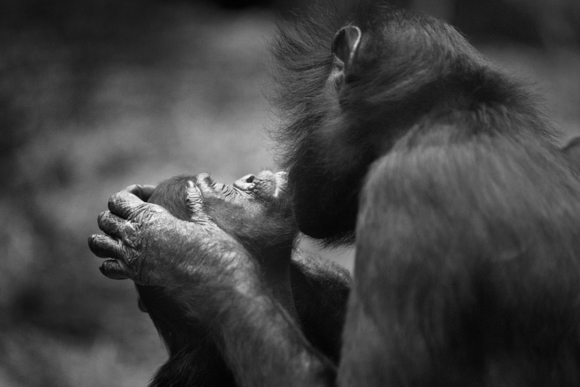 Kiss