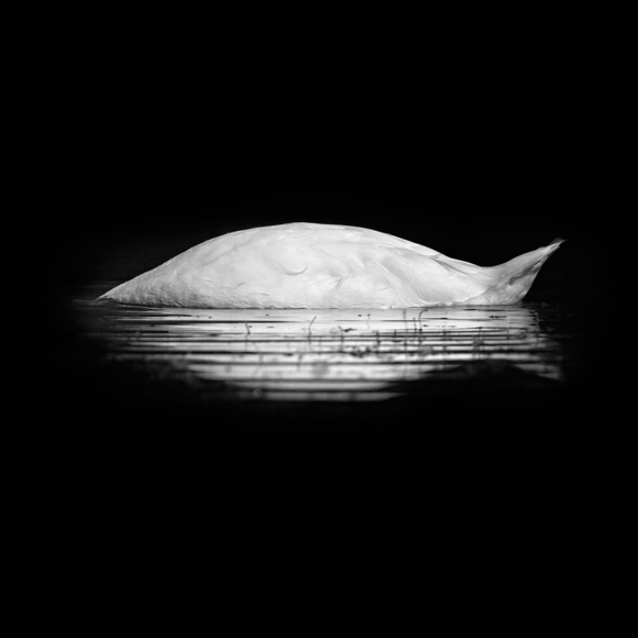White Swan
