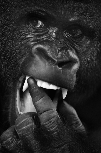 Gorilla
