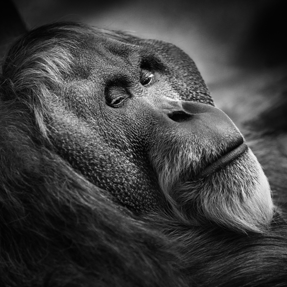 Orang Utan